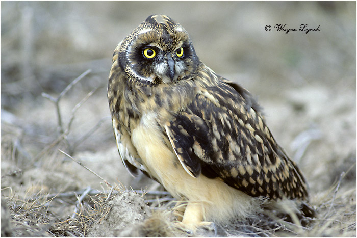Short-eared Owl 112 by Dr. Wayne Lynch &copy;